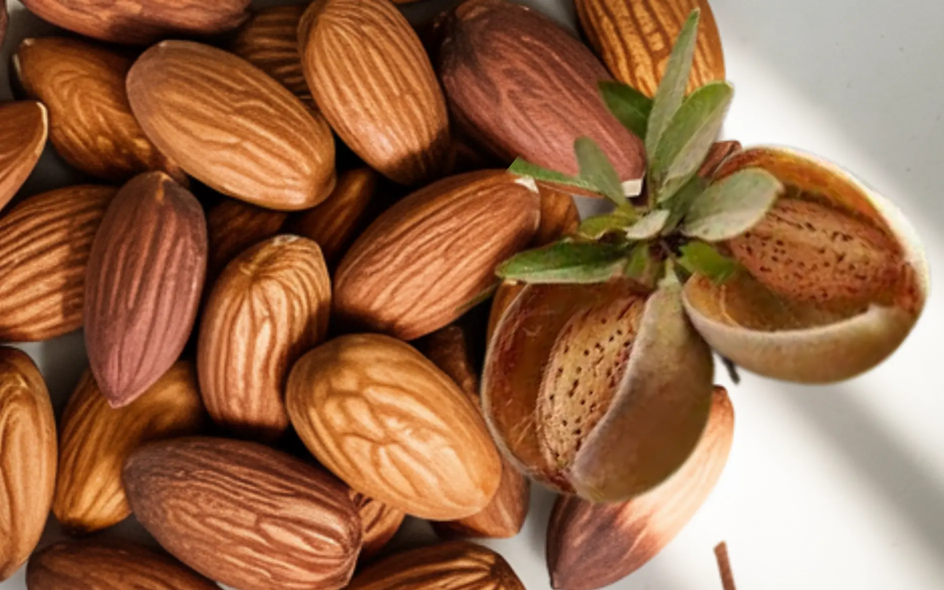 Bowl of Raw Almonds – Top View